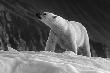 Polar bear, ursus maritimus, and the rice and mountains of Vikinge Bay, Scoresby Sund, Greenland. Side view of an adult female sitting on an iceberg. Black and white. © Rixie