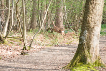 Fototapeta premium Deer Leaping Gracefully on a Forest Path