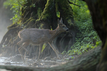 Sarna europejska (Capreolus capreolus) roe deer © Bartosz Rakoczy