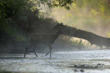 Sarna europejska (Capreolus capreolus) roe deer © Bartosz Rakoczy