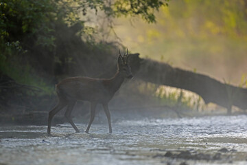 Sarna europejska (Capreolus capreolus) roe deer © Bartosz Rakoczy