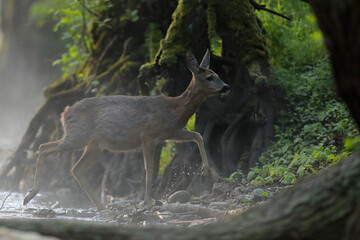 Sarna europejska (Capreolus capreolus) roe deer © Bartosz Rakoczy