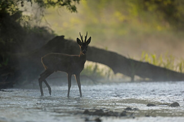 Sarna europejska (Capreolus capreolus) roe deer © Bartosz Rakoczy