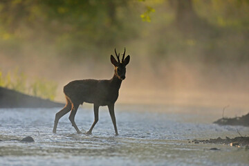 Sarna europejska (Capreolus capreolus) roe deer © Bartosz Rakoczy