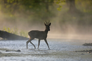 Sarna europejska (Capreolus capreolus) roe deer © Bartosz Rakoczy