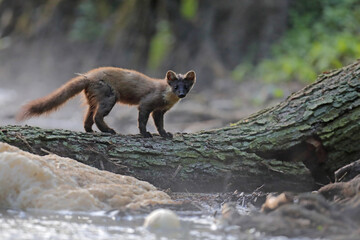 Kuna leśna, tumak (Martes martes)