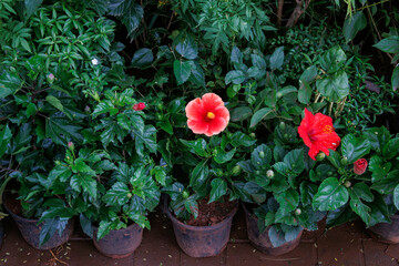 Vibrant hibiscus flowers blooming in garden pots, surrounded by lush green leaves, ideal for home gardens, balconies, and outdoor plant decor.