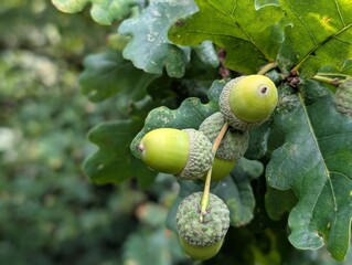 Obraz premium Acorns on an oak tree in late summer