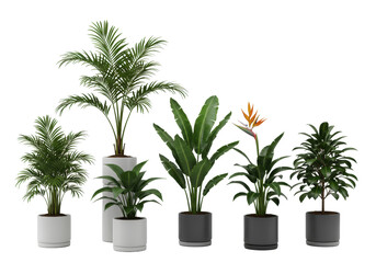 Obraz premium Six elegant potted tropical plants: Kentia palm, banana, Bird of Paradise, minimalist ceramic planters on transparent studio background, clean, sophisticated product photography, natural elegance