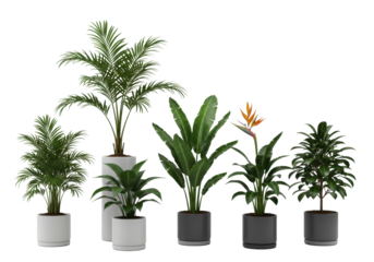 Six elegant potted tropical plants: Kentia palm, banana, Bird of Paradise, minimalist ceramic planters on transparent studio background, clean, sophisticated product photography, natural elegance