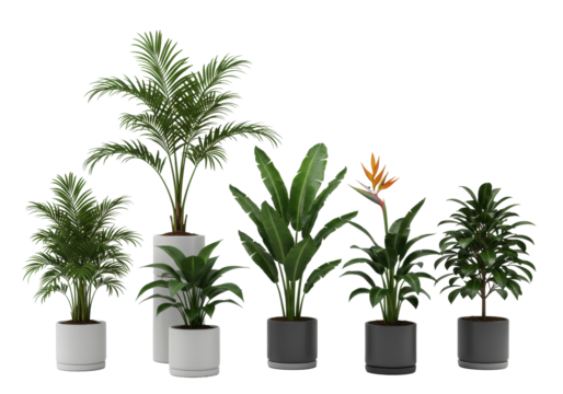 Six elegant potted tropical plants: Kentia palm, banana, Bird of Paradise, minimalist ceramic planters on transparent studio background, clean, sophisticated product photography, natural elegance