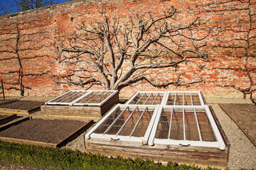 Old fashioned cold frames and espalier fruit tree 