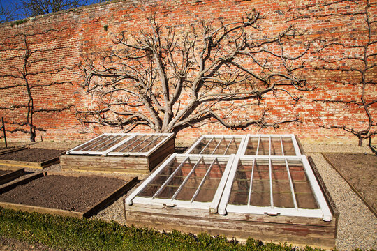 Old fashioned cold frames and espalier fruit tree 