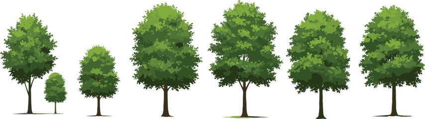Realistic tall green trees with slim brown trunks and leafy canopies casting shadows, ideal for nature illustrations and design.