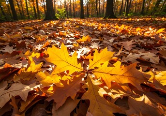autumn leaves on the ground