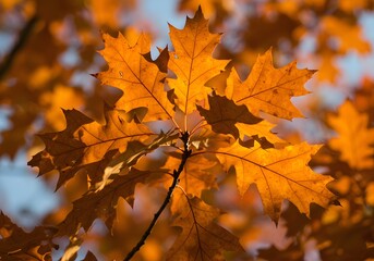 maple leaves in autumn colors