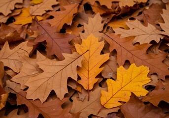 Yellow leaves fall on the ground