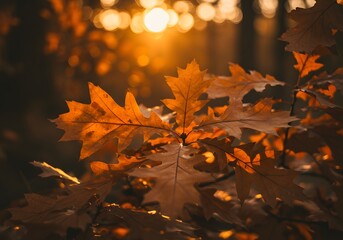 maple leaves in autumn