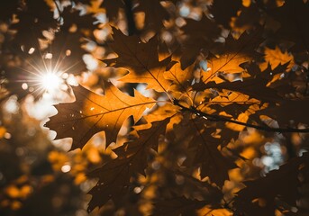 autumn leaves on the tree