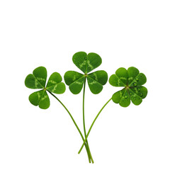 Meticulously arranged vibrant green clovers, centered four-leaf and two three-leaf, with glistening dew drops on a solid transparent background, top-down view. Concept of luck and perfection