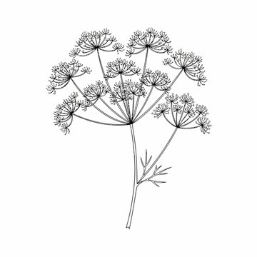 A delicate line drawing of a dill flower with its characteristic umbrella-shaped umbels and feathery leaves.