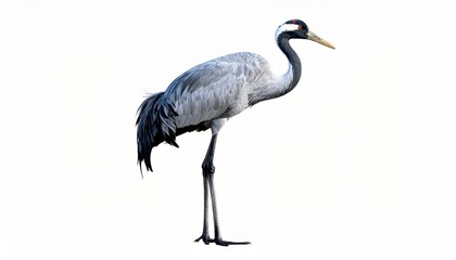 Obraz premium Crane bird with tall slender legs long beak elegant posture gray feathers water bird isolated on white background 