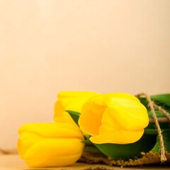 Two yellow tulips on a light background