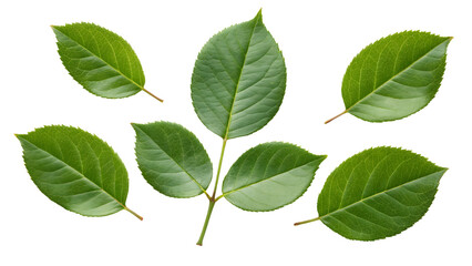 Naklejka premium Green rose leaves isolated on transparent background
