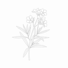 Obraz premium Line art illustration of an oleander plant with multiple flowers and long leaves, depicted in a minimalist style.