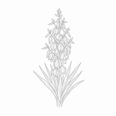 Obraz premium A detailed line art illustration of a yucca plant with a tall central stalk adorned with numerous bell-shaped flowers and sharp, sword-like leaves at its base.