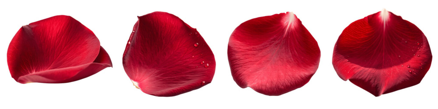 Set For Four red rose petals isolated on transparent background are shown