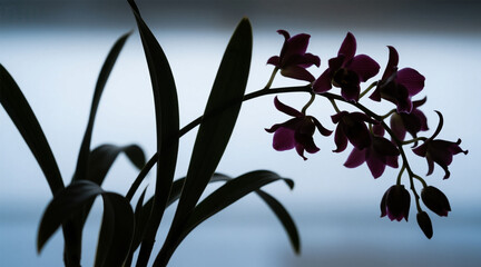 Dendrobium orchid silhouette, curved branches, simple and elegant