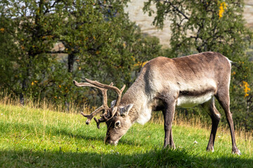 Majestic reindeer grazing green grass, Jämtland, Sweden. Wild animal feeding in September nature environment. Natural behavior in autumn fall sunlight landscape.