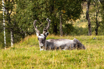 Reindeer calf with antlers resting in the grass by the birch trees in Sweden. Autumn fall sunlight. Nordic animal wildlife in September. Sami herding area in Storulvån, Jämtland.