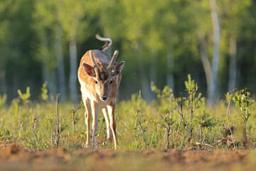 Daniel (Dama dama), fallow deer © Bartosz Rakoczy