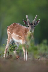 Daniel (Dama dama), fallow deer