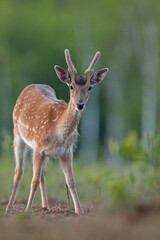 Daniel (Dama dama), fallow deer © Bartosz Rakoczy