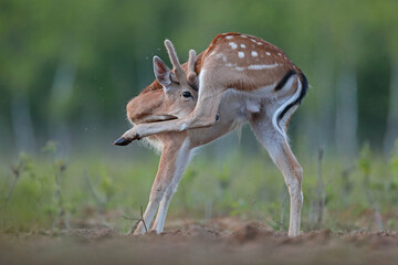 Daniel (Dama dama), fallow deer