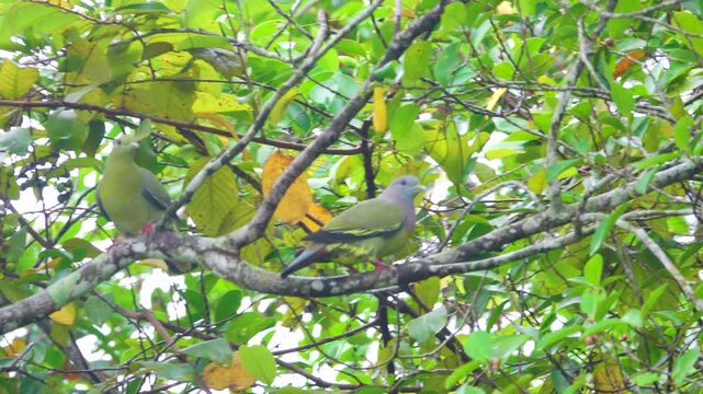 Siebold's pigeon (Treron sieboldii) pair of pigeons in crown of tree in north of island Borneo, dry mountain rainforest. It is a very cautious and poorly studied bird, lives, nests high in treetops