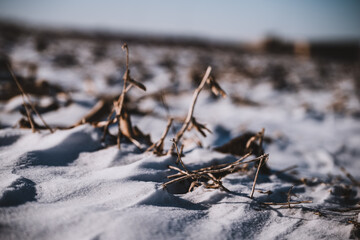 Selective focus on crop residue in a barren field covered with snow during winter. 