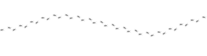 Ant trail. Walking group of black insects. Line of worker ants marching in search of food. Curve footpath of home pest isolated on transparent background. Vector