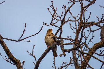 song thrush perched on the branch of a tree singing with blue sky in the background
