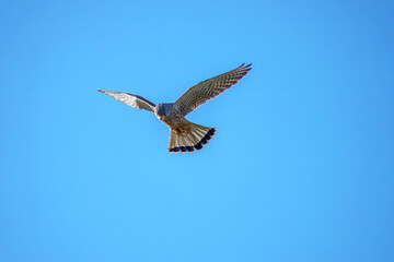 Fototapeta premium kestrel a bird of prey species belonging to the kestrel group of the falcon family hovering in a blue sky
