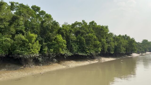 4K Footage of Mangrove Forest in the Sundarbans, Khulna &ndash; UNESCO World Heritage Site in Bangladesh