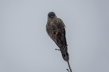 kestrel a bird of prey species belonging to the kestrel group of the falcon family perched in a tree