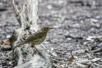 close up of a thrush perched on the branch of a tree