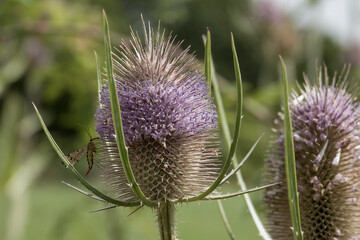 german scorpionfly panorpa germanica resting on the flower head of a teasel