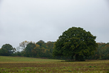 old oak tree with autumn coloured trees in the background