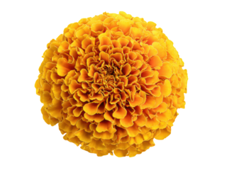 Vibrant orange marigold bloom with layered petals against black flower yellow, Isolated On Png Transparent Background