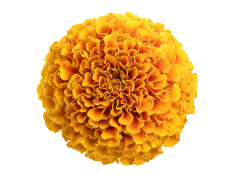 Vibrant orange marigold bloom with layered petals against black flower yellow, Isolated On Png Transparent Background